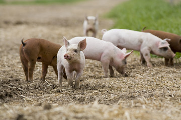 Ferkel © Blickfang