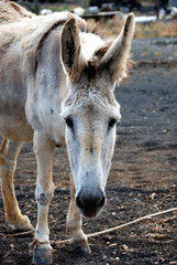 Burro