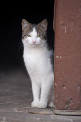 Hauskatze