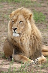 Fototapeta na wymiar Duży samiec lwa ze wspaniałym grzywą
