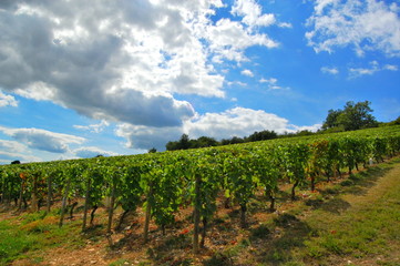 Fototapeta na wymiar Vignes en Bourgogne.