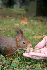 Fütterung © Gerisch