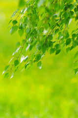 Fototapeta na wymiar green leaves foliage at springtime