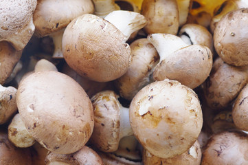 fresh brown button field mushroom.....