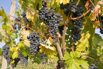 Naklejka premium bunch of ripe grapes on grapevine right before harvest