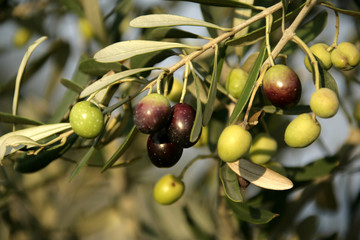 close-up shot van een olijfboom