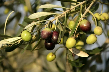 Deurstickers Olijfboom close-up shot van een olijfboom