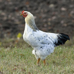 Hen