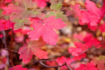 colorful maple leaves in Utah's Zion NP, selective focus