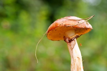 mushroom on green grass background