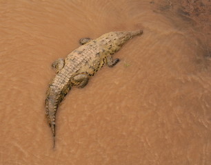 Muddy Crocodile