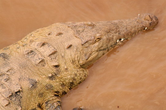 Muddy Crocodile