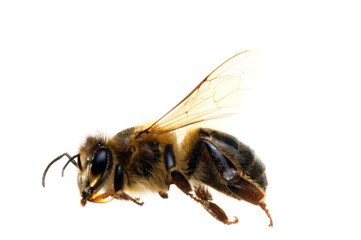Bee on white background