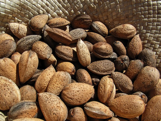 Almonds collected in a basket