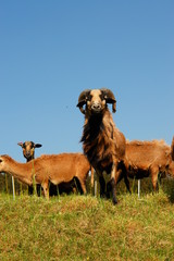 brown sheep on a hill