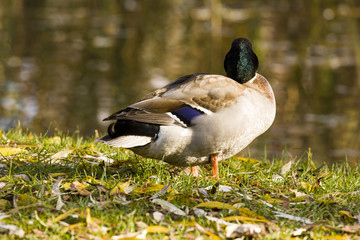 Enten Mänchen