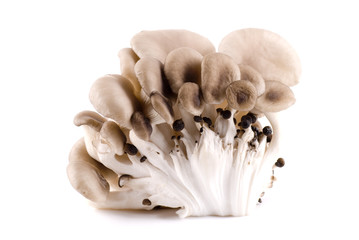 Oyster Mushroom