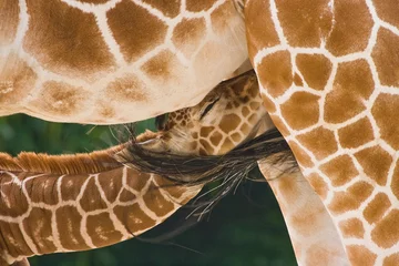 Crédence de cuisine en verre imprimé Girafe A new born baby giraffe is drinking bij his mother