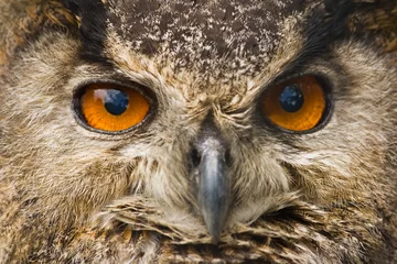 Tuinposter Arend The great orange eyes of the eagle owl