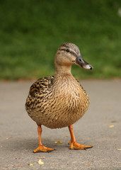 Mallard Duck (Female)