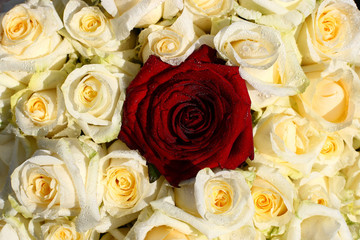 Die Königin und ihre Soldaten