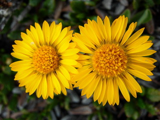 Close Up of Two Beautiful Yellow Flowers--Canada