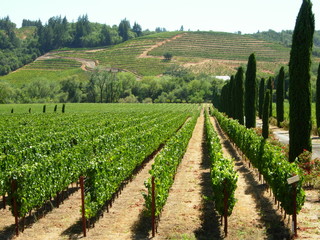Fototapeta na wymiar Piękne winnic w Napa Valley - Southern California