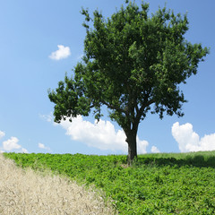 Obraz premium Single tree