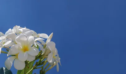 Fototapeten Plumeria frangipaniers fleurs  © kris-la-Reunion