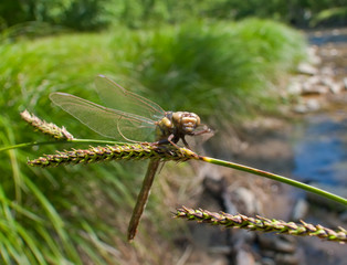 Dragonfly 4