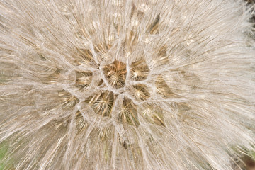 série de fleurs : photo macro de la fleur de pissenlit
