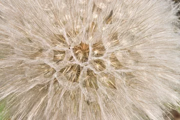 Crédence de cuisine en verre imprimé Dent de lion et leau série de fleurs : photo macro de la fleur de pissenlit