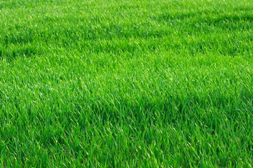 Green grass background