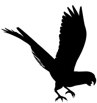recommend clip art: Macaw104
