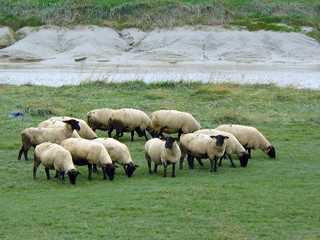 Fototapeta premium Moutons de pré-salé