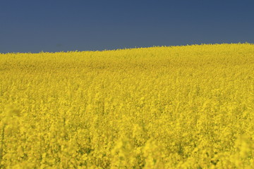 Fototapeta premium garden