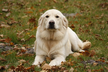 Obraz premium beau golden retriever couchédans l'herbe regarde l'objectif
