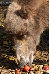Fototapeta premium Obst fressendes Trampeltier