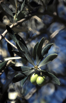 1 3 Best Olivier Branche Images Stock Photos Vectors Adobe Stock