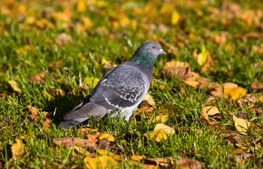 Pigeon close up in an autumn grass