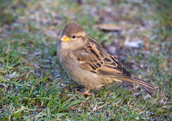Sparrow (female) close up on a grass