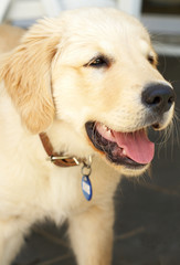 Small obedient golden retriever puppy standing