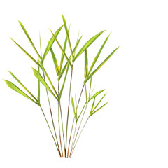Bamboo Leaf Grass