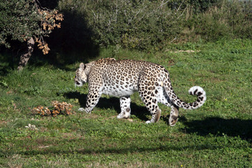 white big male leopard walking