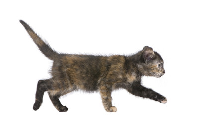 Tortoiseshell cat (2 months) in front of a white background