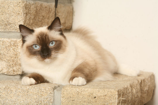 chat ragdoll allong&eacute; sue de la pierre