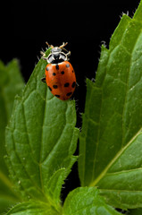 Lady bug on mint herb