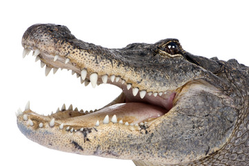 Fototapeta premium American Alligator (30 lat) przed białym tle