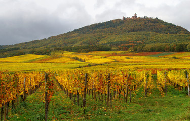 Colorful Vineyards and a castle