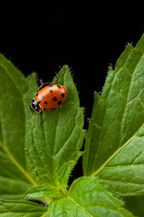 Lady bug on mint herb